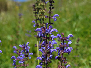 Vivers Càrex - Salvia pratensis